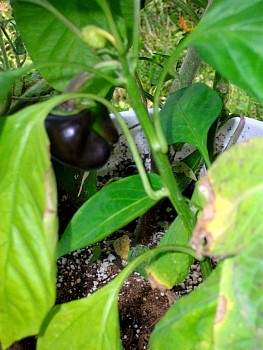 Peppers01.jpg
