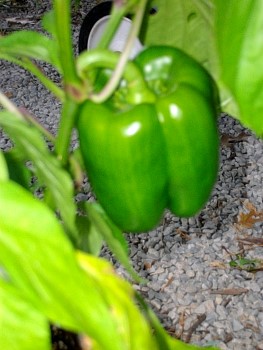 Peppers02.jpg