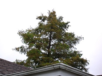 HomeTree04.jpg