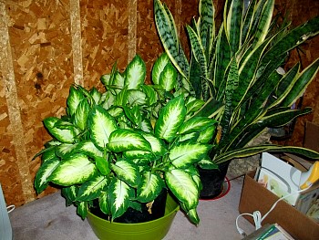 AmbersPlants01.jpg