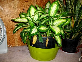 AmbersPlants02.jpg