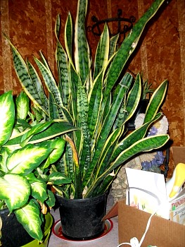 AmbersPlants03.jpg