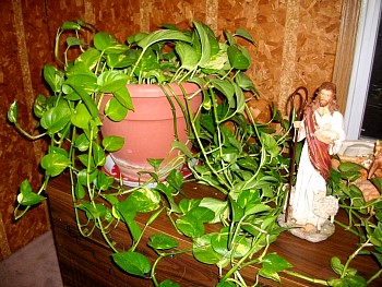AmbersPlants04.jpg