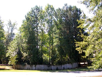 SANY0613.jpg