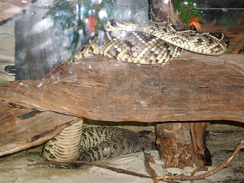 SANY0536.jpg