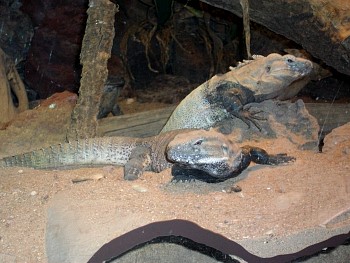 SANY0541.jpg
