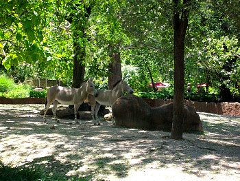 SANY0568.jpg