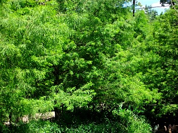 SANY0582.jpg