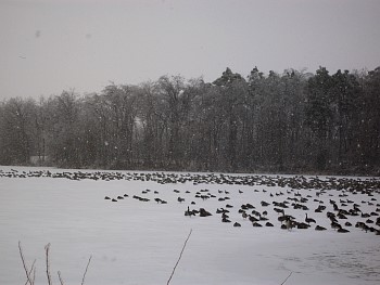SANY0711.jpg