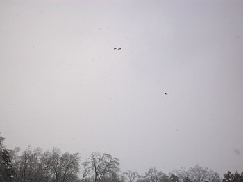 SANY0712.jpg
